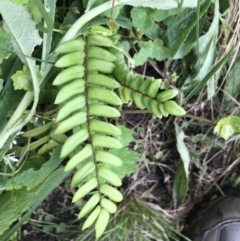 Pellaea falcata (Sickle Fern) at Bundanoon, NSW - 14 Nov 2021 by Tapirlord