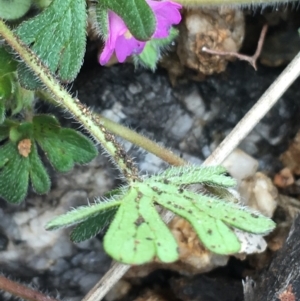 Geranium potentilloides var. potentilloides at Yaouk, NSW - 28 Nov 2021