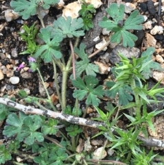 Geranium potentilloides var. potentilloides at Yaouk, NSW - 28 Nov 2021