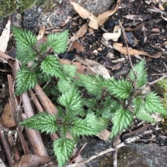 Urtica incisa (Stinging Nettle) at Yaouk, NSW - 28 Nov 2021 by Ned_Johnston