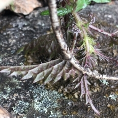 Urtica incisa at Yaouk, NSW - 28 Nov 2021 12:22 PM