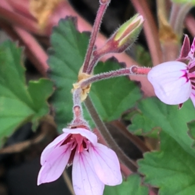 Pelargonium australe (Austral Stork's-bill) at Yaouk, NSW - 28 Nov 2021 by Ned_Johnston