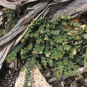 Oxylobium ellipticum at Mount Clear, ACT - 28 Nov 2021