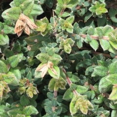 Oxylobium ellipticum at Mount Clear, ACT - 28 Nov 2021