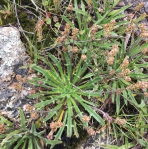 Plantago varia at Mount Clear, ACT - 28 Nov 2021