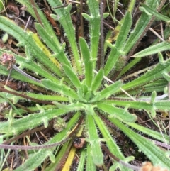 Plantago varia at Mount Clear, ACT - 28 Nov 2021