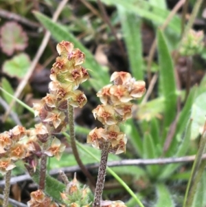 Plantago varia at Mount Clear, ACT - 28 Nov 2021