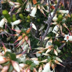 Epacris robusta at Mount Clear, ACT - 28 Nov 2021