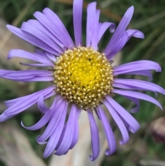 Brachyscome spathulata (Coarse Daisy, Spoon-leaved Daisy) at Mount Clear, ACT - 28 Nov 2021 by Ned_Johnston