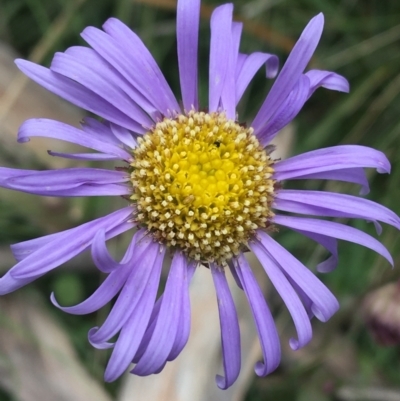 Brachyscome spathulata (Coarse Daisy, Spoon-leaved Daisy) at Mount Clear, ACT - 28 Nov 2021 by NedJohnston