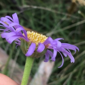 Brachyscome spathulata at Mount Clear, ACT - 28 Nov 2021