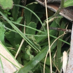 Brachyscome spathulata at Mount Clear, ACT - 28 Nov 2021 12:42 PM