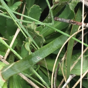 Brachyscome spathulata at Mount Clear, ACT - 28 Nov 2021