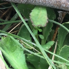 Brachyscome spathulata at Mount Clear, ACT - 28 Nov 2021 12:42 PM