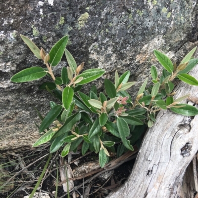 Olearia megalophylla (Large-leaf Daisy-bush) at Mount Clear, ACT - 28 Nov 2021 by Ned_Johnston