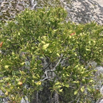 Acacia melanoxylon (Blackwood) at Mount Clear, ACT - 28 Nov 2021 by Ned_Johnston