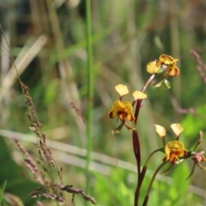 Diuris semilunulata at Rendezvous Creek, ACT - 29 Nov 2021