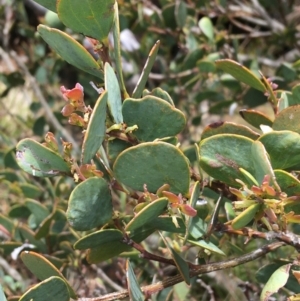 Acacia alpina at Mount Clear, ACT - 28 Nov 2021