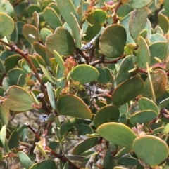 Acacia alpina at Mount Clear, ACT - 28 Nov 2021