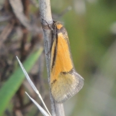 Philobota undescribed species near arabella (A concealer moth) at Conder, ACT - 20 Oct 2021 by michaelb