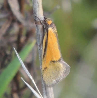 Philobota undescribed species near arabella (A concealer moth) at Rob Roy Range - 20 Oct 2021 by MichaelBedingfield
