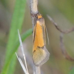 Philobota undescribed species near arabella at Conder, ACT - 20 Oct 2021 04:36 PM