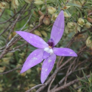 Glossodia major at Conder, ACT - suppressed