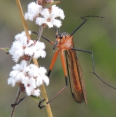 Harpobittacus australis (Hangingfly) at Conder, ACT - 20 Oct 2021 by MichaelBedingfield