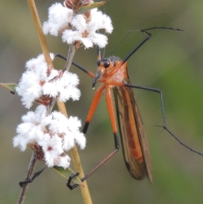 Harpobittacus australis (Hangingfly) at Conder, ACT - 20 Oct 2021 by MichaelBedingfield
