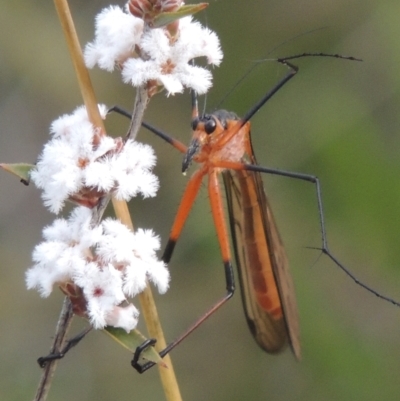 Harpobittacus australis (Hangingfly) at Conder, ACT - 20 Oct 2021 by michaelb