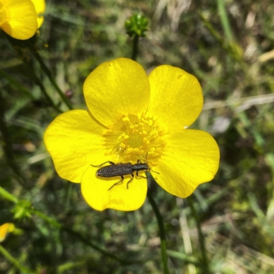 Eleale aspera (Clerid beetle) at Googong, NSW - 29 Nov 2021 by Wandiyali