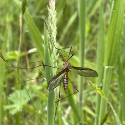 Leptotarsus (Macromastix) costalis (Common Brown Crane Fly) at Wandiyali-Environa Conservation Area - 21 Nov 2021 by Wandiyali