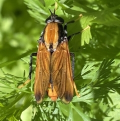 Pelecorhynchus fulvus (Orange cap-nosed fly) at Giralang, ACT - 28 Nov 2021 by mcosgrove