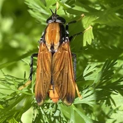 Pelecorhynchus fulvus (Orange cap-nosed fly) at Giralang, ACT - 28 Nov 2021 by mcosgrove