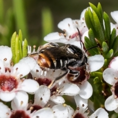 Lipotriches (Austronomia) ferricauda (Halictid bee) at Acton, ACT - 29 Nov 2021 by Roger