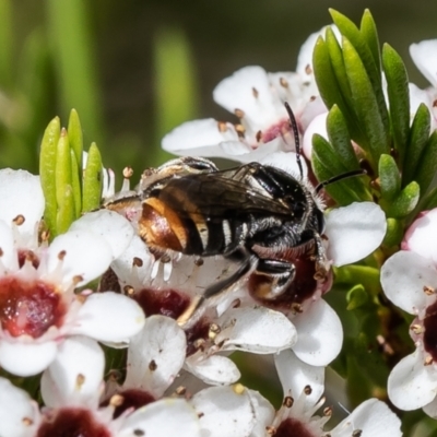 Lipotriches (Austronomia) ferricauda (Halictid bee) at ANBG - 29 Nov 2021 by Roger