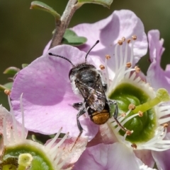 Megachile ferox (Resin bee) at ANBG - 29 Nov 2021 by Roger