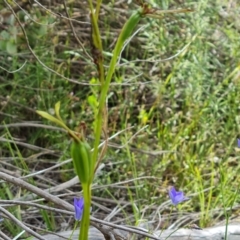 Diuris sulphurea (Tiger Orchid) at Jerrabomberra, ACT - 29 Nov 2021 by Mike