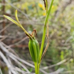 Diuris sulphurea at Jerrabomberra, ACT - 29 Nov 2021