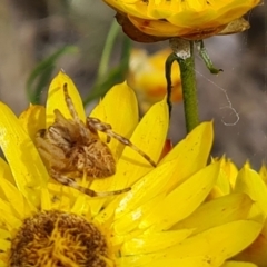 Salsa fuliginata (Sooty Orb-weaver) at Jerrabomberra, ACT - 29 Nov 2021 by Mike