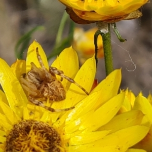 Salsa fuliginata at Jerrabomberra, ACT - 29 Nov 2021