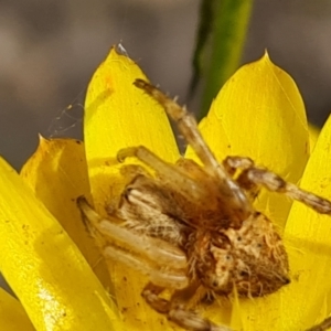 Salsa fuliginata at Jerrabomberra, ACT - 29 Nov 2021