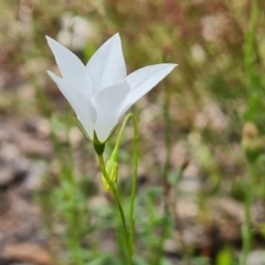 Wahlenbergia stricta subsp. stricta (Tall Bluebell) at Wanniassa Hill - 29 Nov 2021 by Mike