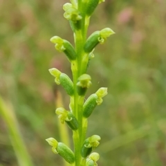 Microtis sp. (Onion Orchid) at Jerrabomberra, ACT - 29 Nov 2021 by Mike