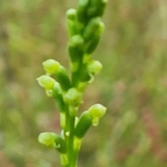 Microtis sp. at Jerrabomberra, ACT - suppressed