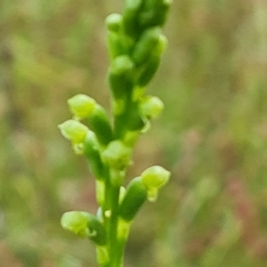 Microtis sp. at Jerrabomberra, ACT - suppressed