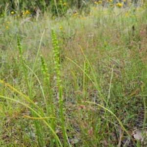 Microtis sp. at Jerrabomberra, ACT - suppressed