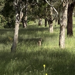 Macropus giganteus (Eastern Grey Kangaroo) at Wanniassa Hills Open Space - 29 Nov 2021 by jksmits