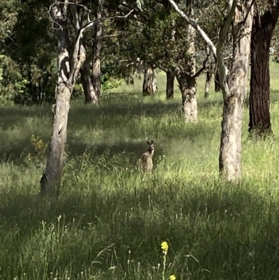 Macropus giganteus (Eastern Grey Kangaroo) at Wanniassa, ACT - 29 Nov 2021 by jks