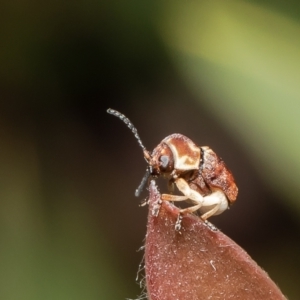 Cadmus sp. (genus) at Macgregor, ACT - suppressed